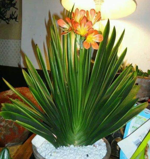 秋天 君子兰换盆加点这 年年开花不烂根!