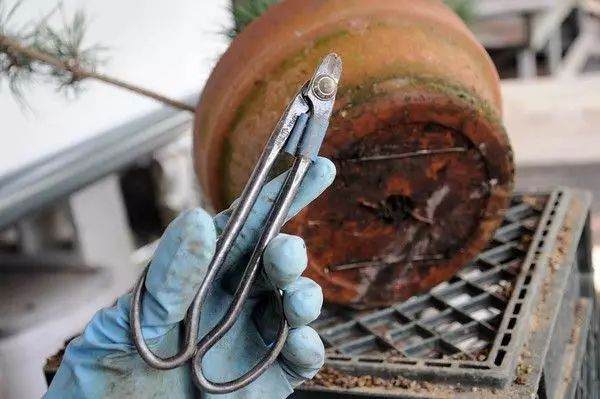 图解 松树盆景怎么换盆的过程 23幅