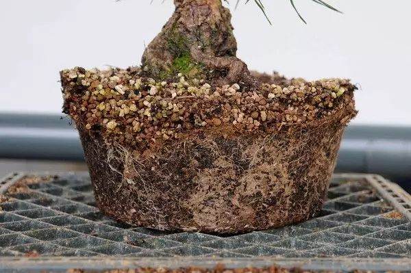 图解 松树盆景怎么换盆的过程 23幅