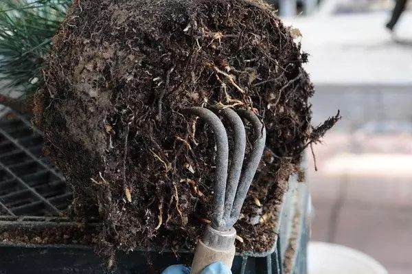 图解 松树盆景怎么换盆的过程 23幅