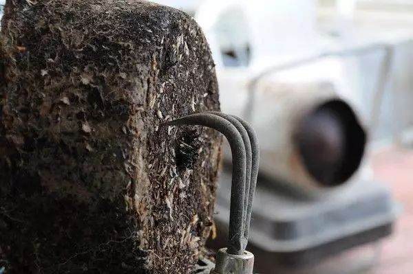 图解 松树盆景怎么换盆的过程 23幅