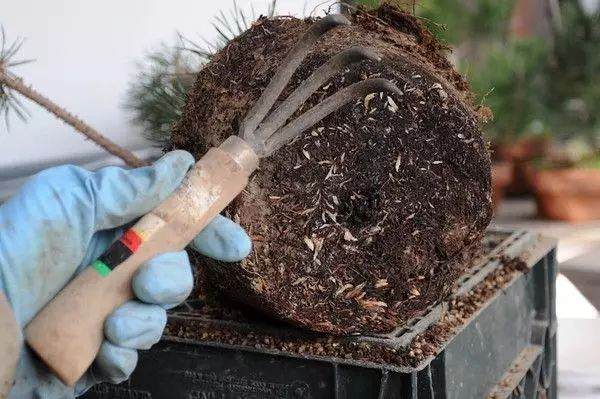 图解 松树盆景怎么换盆的过程 23幅