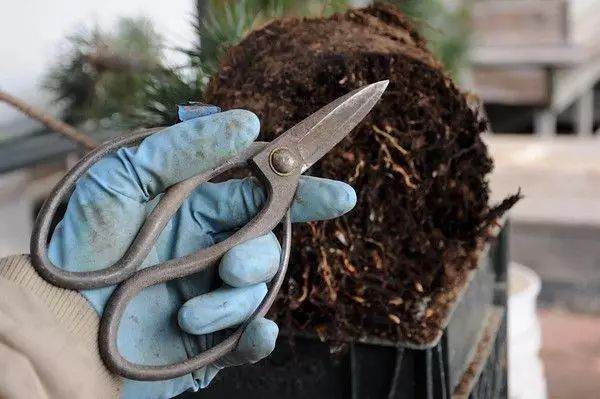 图解 松树盆景怎么换盆的过程 23幅