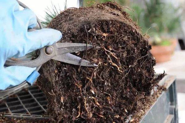 图解 松树盆景怎么换盆的过程 23幅