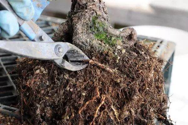 图解 松树盆景怎么换盆的过程 23幅