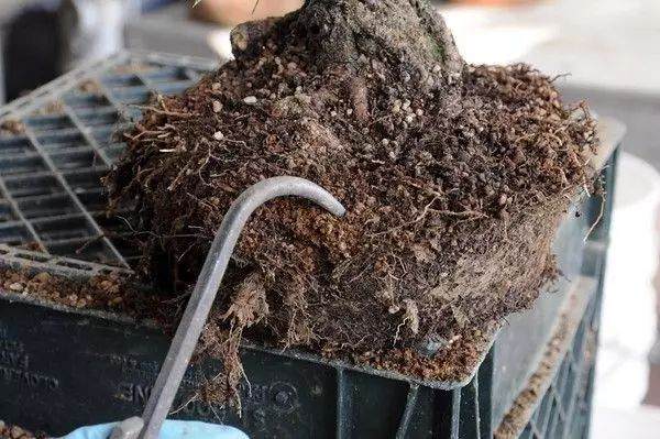 图解 松树盆景怎么换盆的过程 23幅