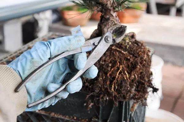 图解 松树盆景怎么换盆的过程 23幅