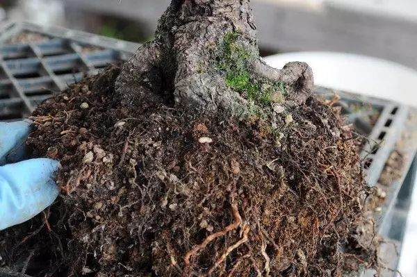 图解 松树盆景怎么换盆的过程 23幅