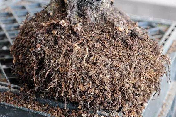 图解 松树盆景怎么换盆的过程 23幅