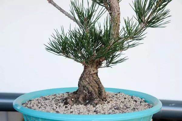 图解 松树盆景怎么换盆的过程 23幅