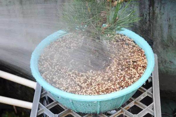 图解 松树盆景怎么换盆的过程 23幅