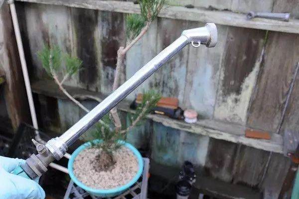 图解 松树盆景怎么换盆的过程 23幅