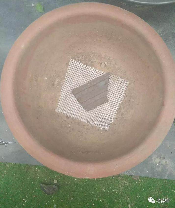 熟桩盆景素材后 如何换盆?