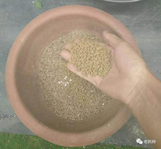 熟桩盆景素材后 如何换盆?