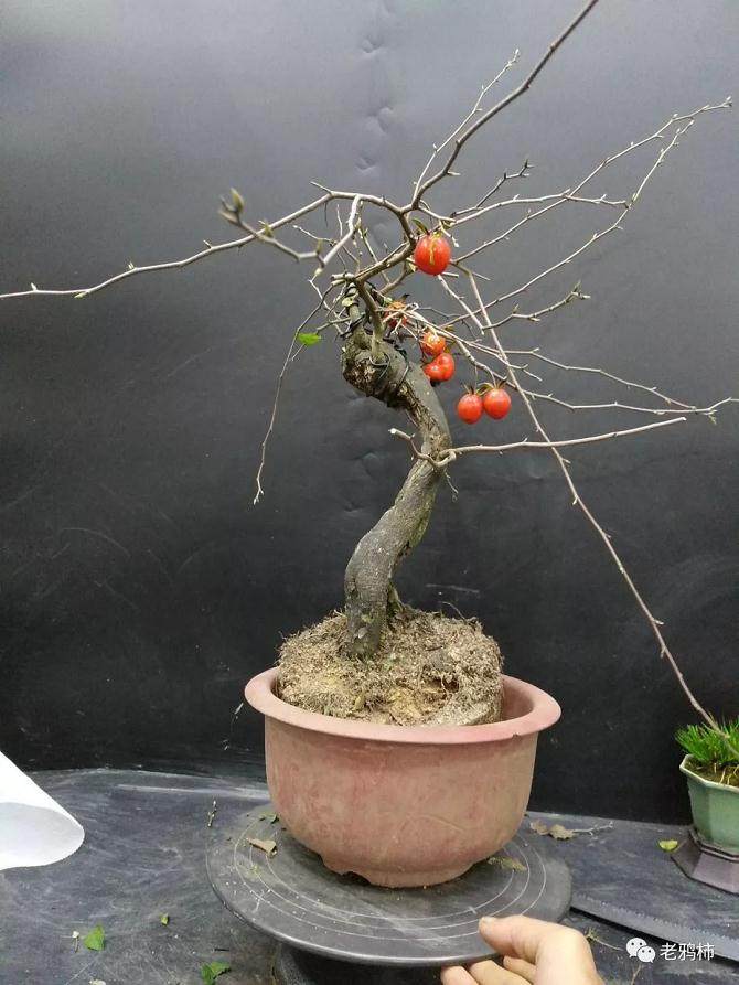 熟桩盆景素材后 如何换盆?