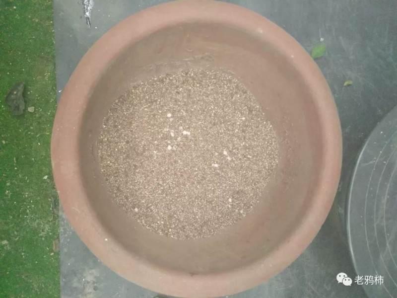 熟桩盆景素材后 如何换盆?