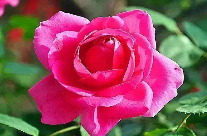 月季花盆换盆注意事项