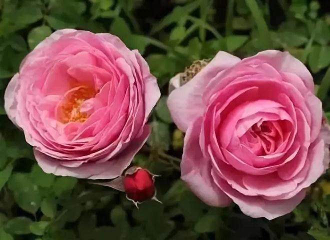 月季花什么时候换盆?月季换盆注意事项?