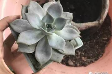 这样还不给多肉换盆 100%都会死