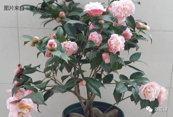 茶花什么时候开花?