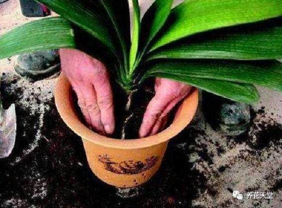 给花卉换盆时 用瓷盆还是陶盆?