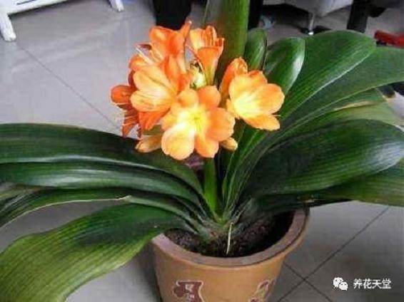 给花卉换盆时 用瓷盆还是陶盆?