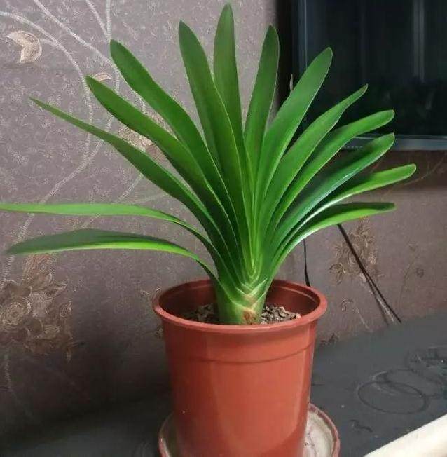 10月换盆季 这5种花 长成一坨根 再不换盆