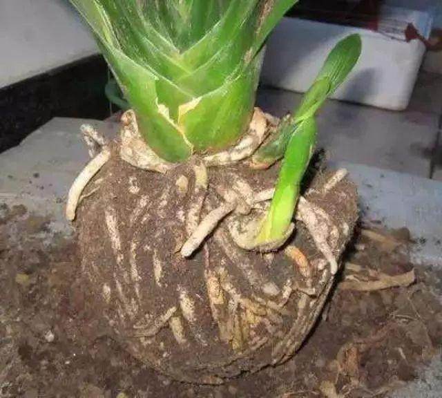 10月换盆季 这5种花 长成一坨根 再不换盆