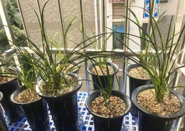 10月换盆季 这5种花 长成一坨根 再不换盆