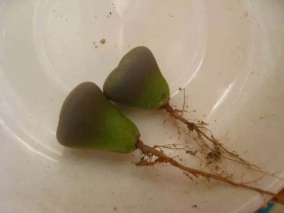 多肉换盆不修根 等于白换 想爆盆更是做梦！