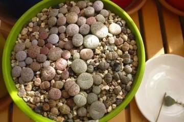 多肉换盆不修根 等于白换 想爆盆更是做梦