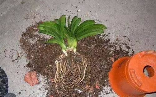 花卉换盆前的准备工作