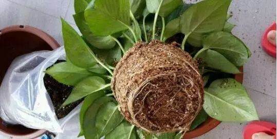 花卉换盆前的准备工作