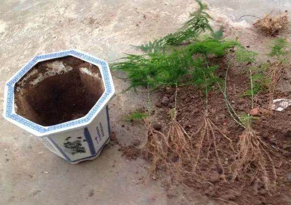 图解 兰花换盆的5个步骤 图片