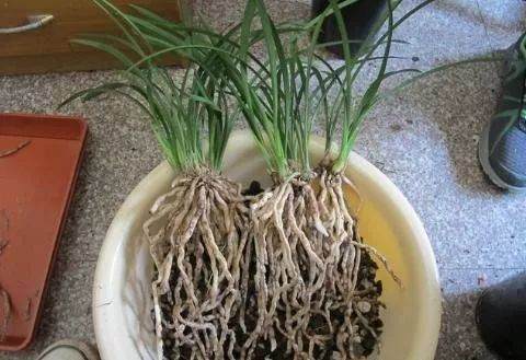 图解 兰花换盆的5个步骤 图片