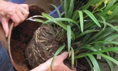 图解 兰花换盆的5个步骤 图片