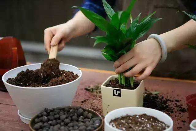 养花是时候该换盆了 手把手教你给花换盆