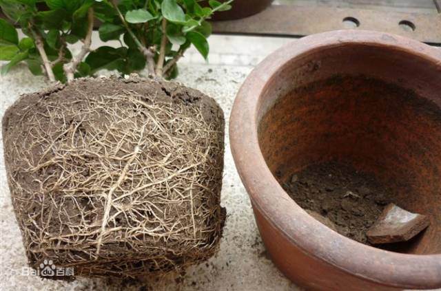 养花是时候该换盆了 手把手教你给花换盆