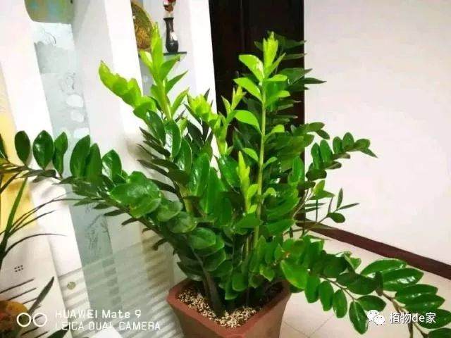 金钱树盆栽在什么季节换盆比较好?