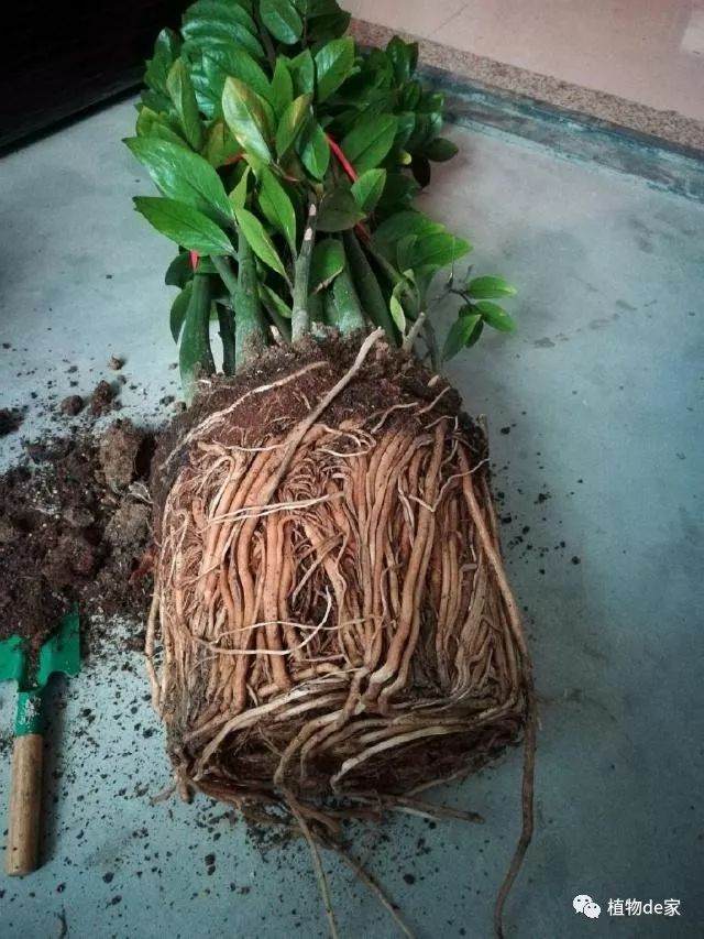 金钱树盆栽在什么季节换盆比较好?