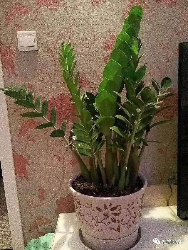 金钱树盆栽在什么季节换盆比较好?