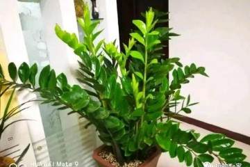 金钱树盆栽在什么季节换盆比较好 图片