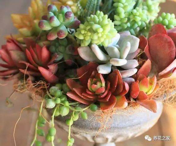 多肉植物怎么换盆的7个方法 图片