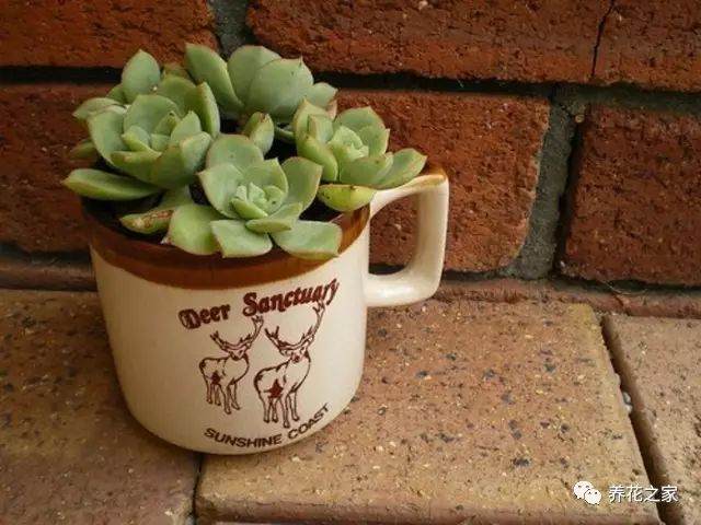 多肉植物怎么换盆的7个方法 图片