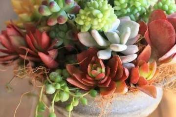 多肉植物怎么换盆的7个方法 图片