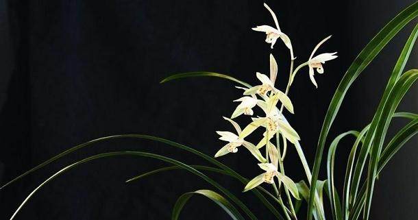 养花换盆后花焉了 我该怎么做?