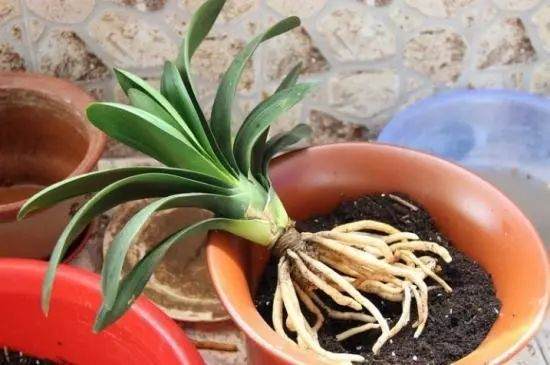 养花换盆后花焉了,我该怎么做?