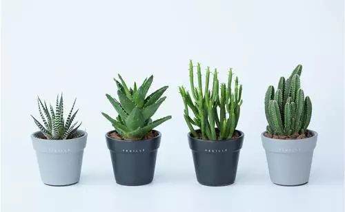 花卉换盆如果不这么做 烂根又掉叶 换一盆死一盆