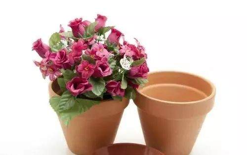 花卉换盆如果不这么做 烂根又掉叶 换一盆死一盆