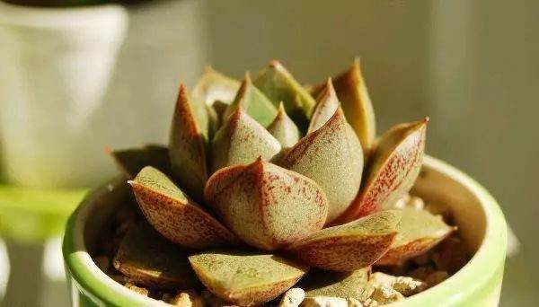 多肉植物在秋季换盆土还有讲究?